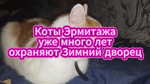 Коты Эрмитажа уже много лет охраняют Зимний дворец