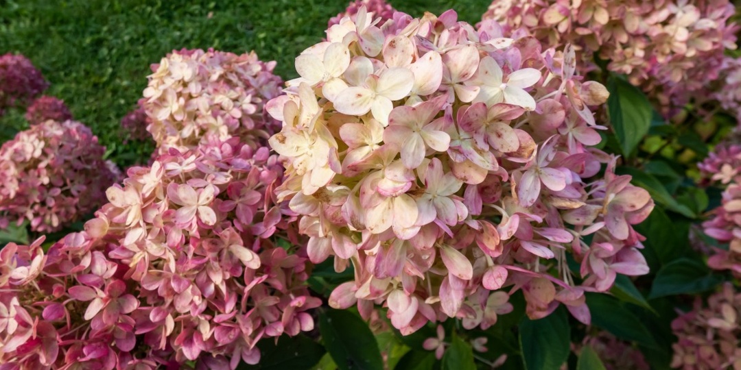 Лучшее натуральное удобрение для гортензии. Просто осыпать кусты