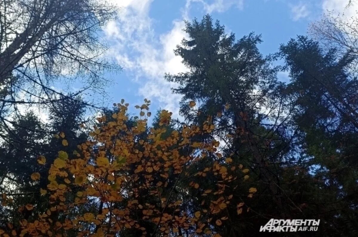    Несмотря на окончание сезона, Министерство лесного хозяйства региона просит жителей Кировской области соблюдать правила пожарной безопасност