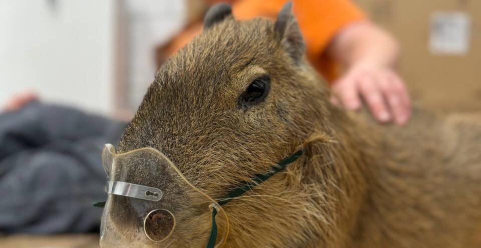    Фото: Белгородский зоопарк