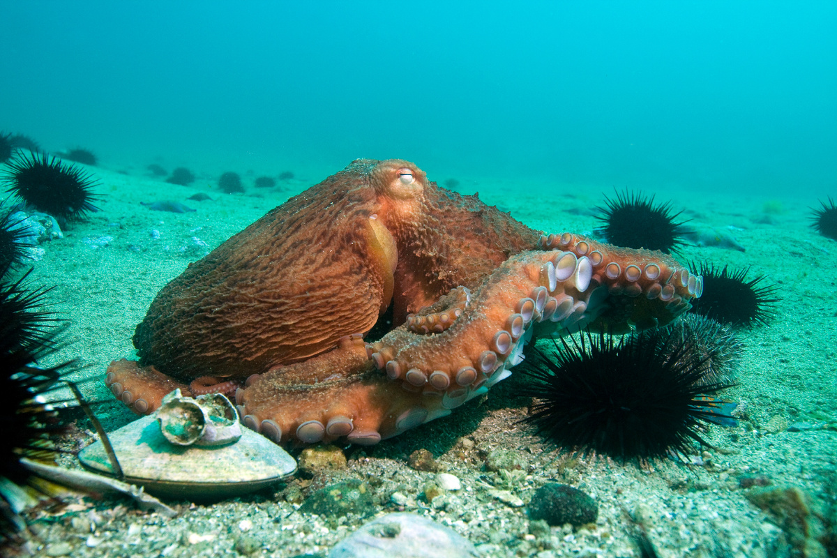 Осьминог Дофлейна в Дальневосточном морском заповеднике. Автор фото Александр Ратников