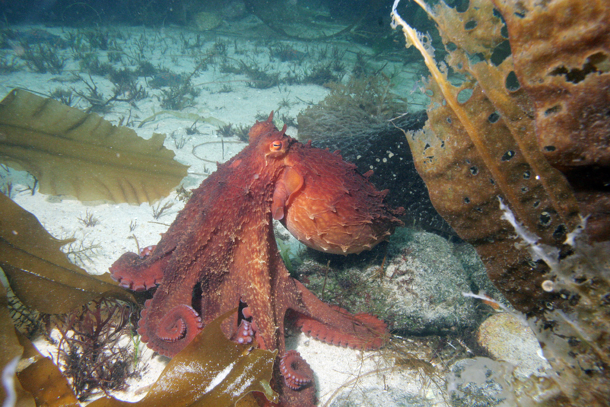 Осьминог Дофлейна в Дальневосточном морском заповеднике. Автор фото Александр Ратиков