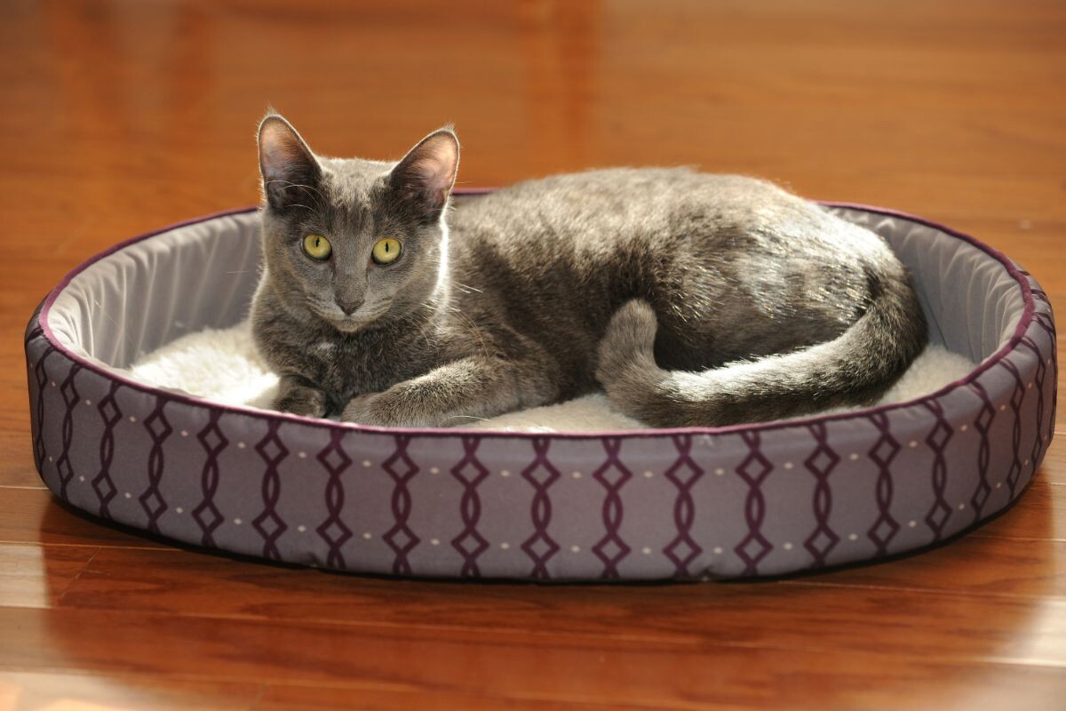 Кошка корат