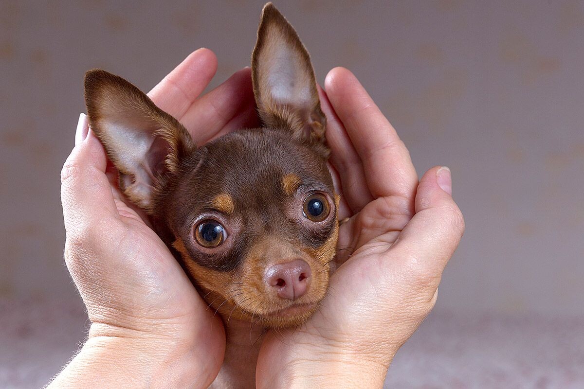 Той-терьеры пользуются любовью благодаря неутомимому характеру и обаятельной внешности. Источник: Shutterstock📷
