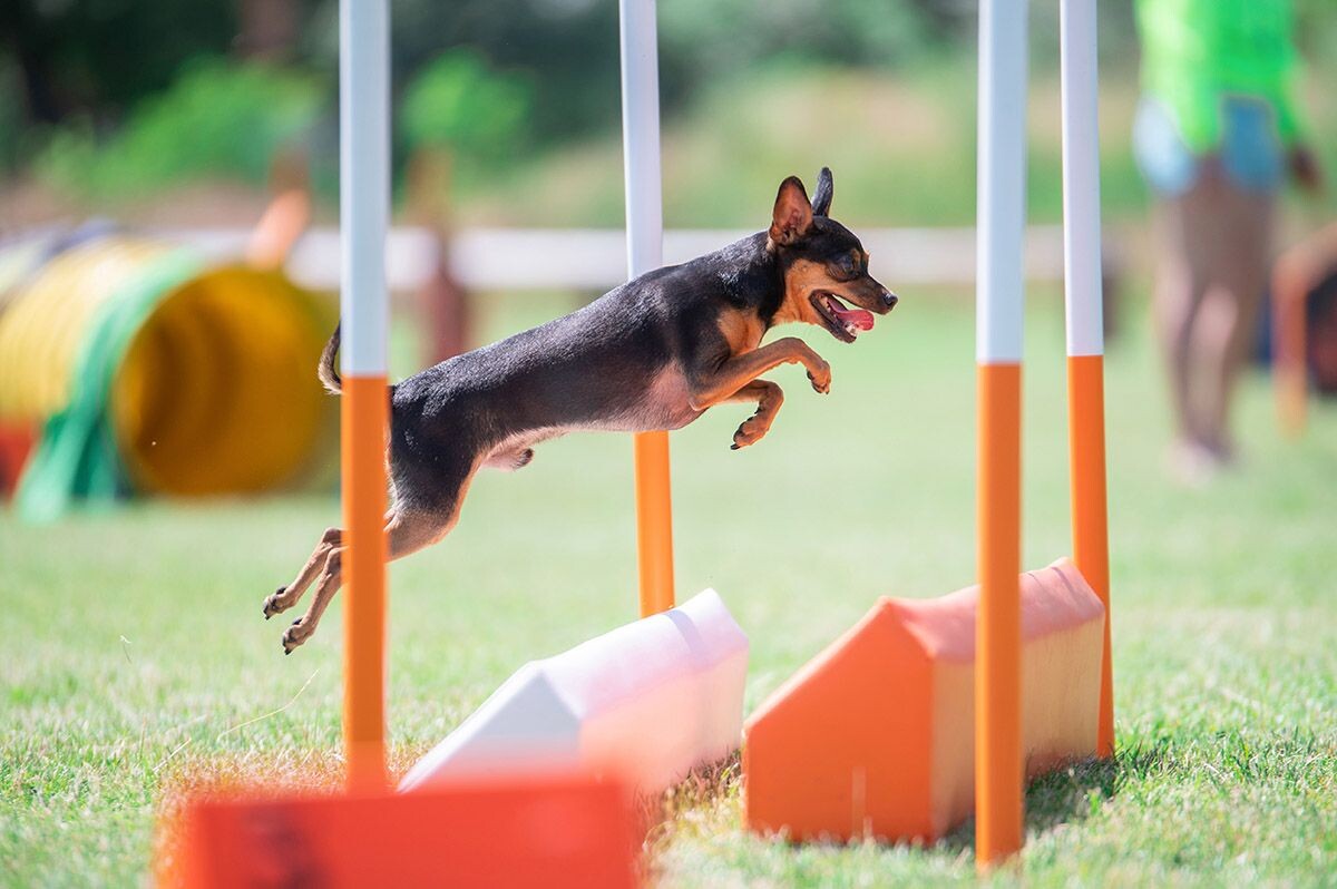 Миниатюрные собаки с кукольной внешностью обладают упрямым и бесстрашным характером. Источник: Shutterstock📷
