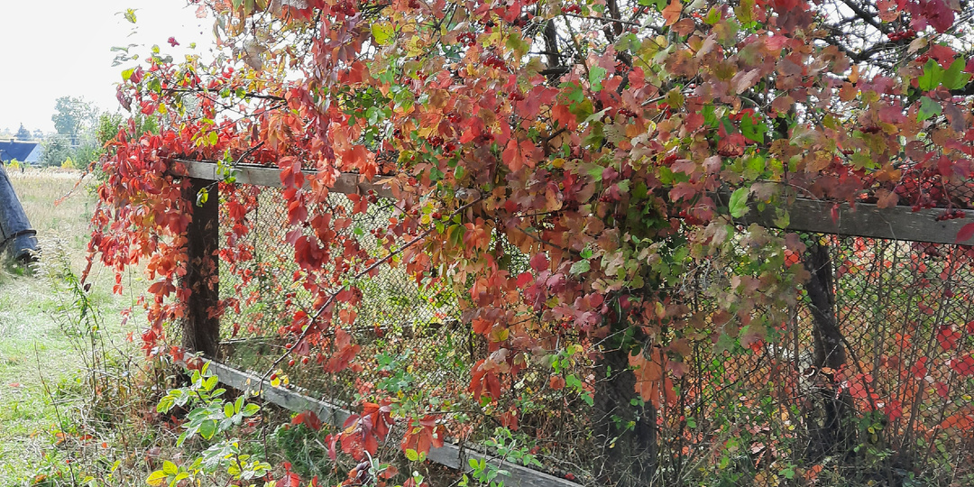 К весне готовимся с осени. Осенняя перекопка и мульчирование грядок.