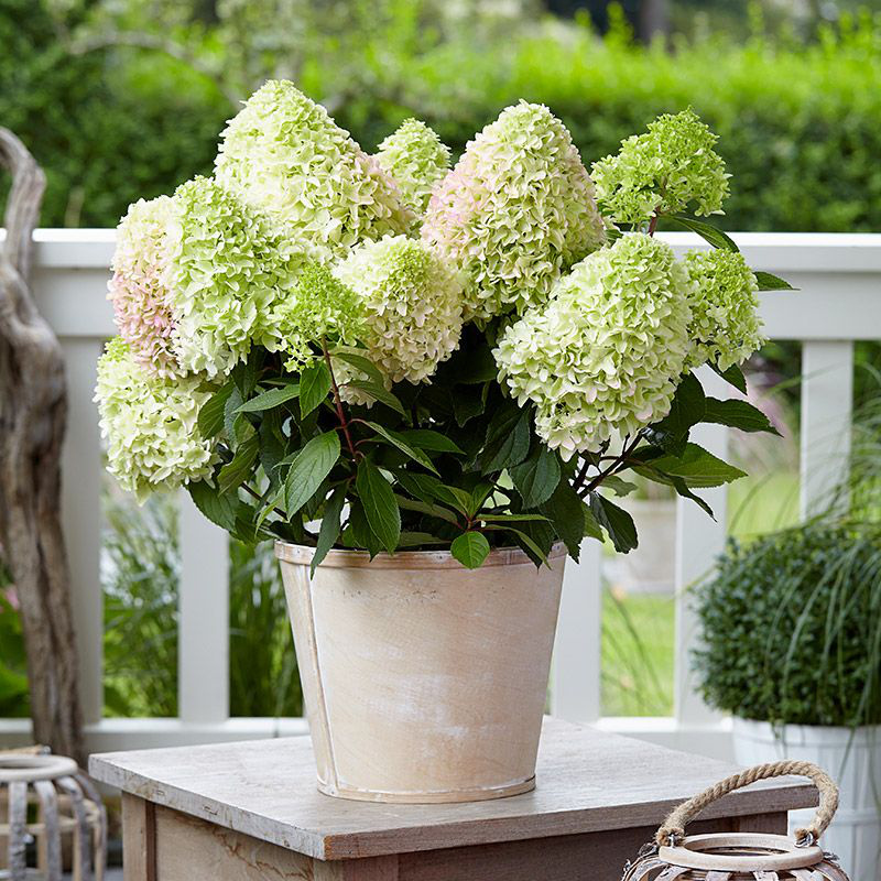 Гортензия метельчатая Литтл Фрайз/Фреско