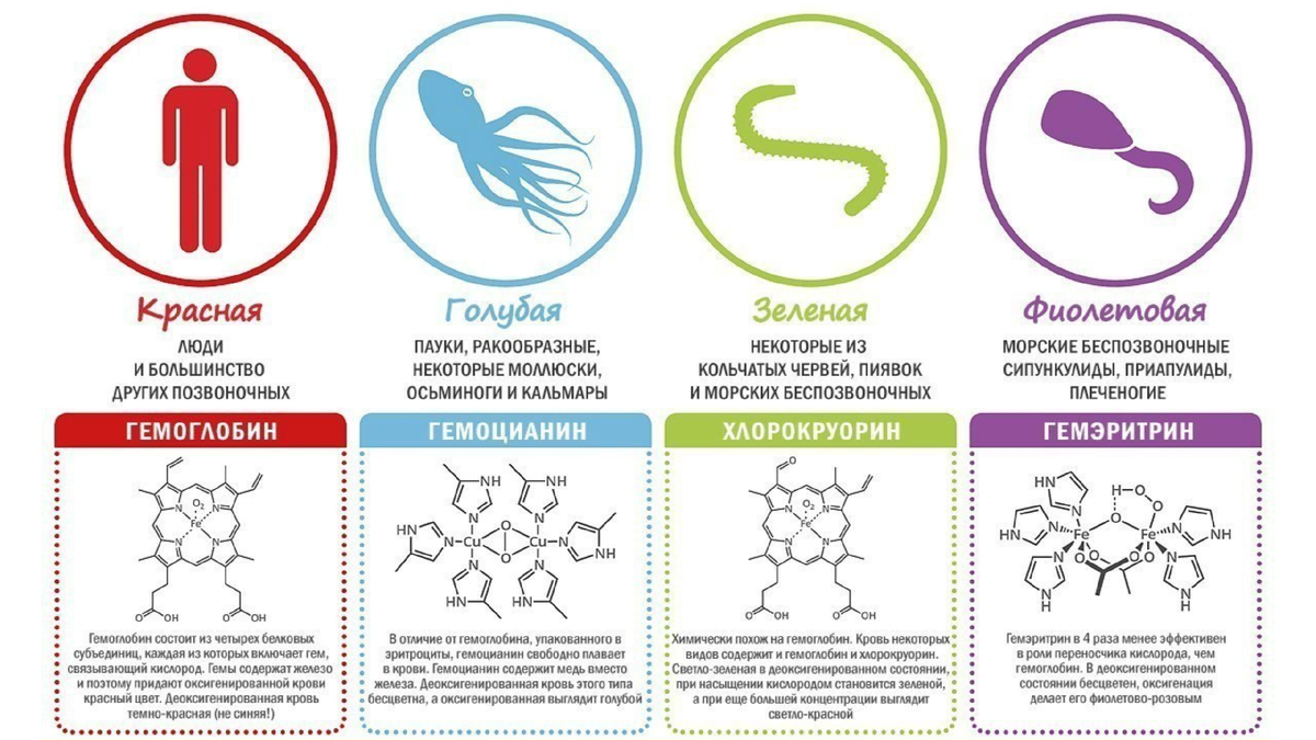 Химия крови и ее цвет. Источник: facts.museum