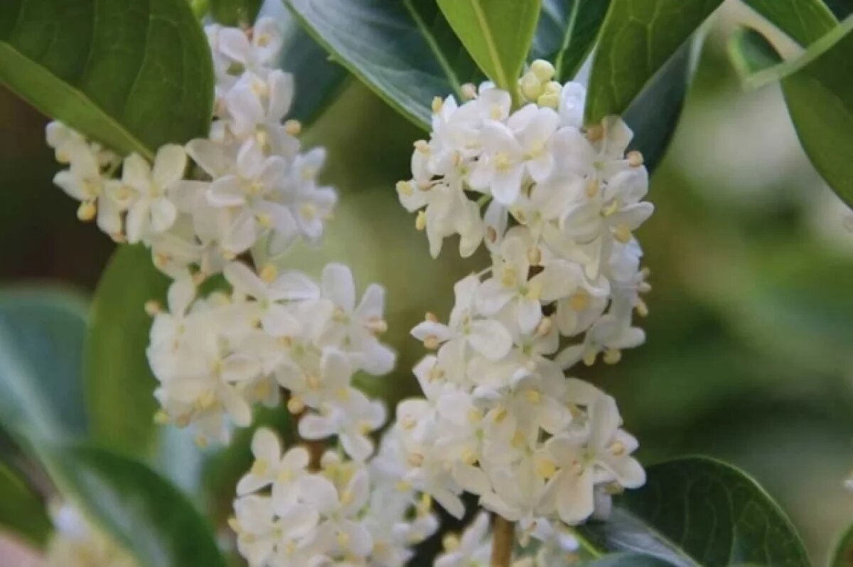    В Сочи расцвела «душистая маслина», помогающая справиться с депрессией