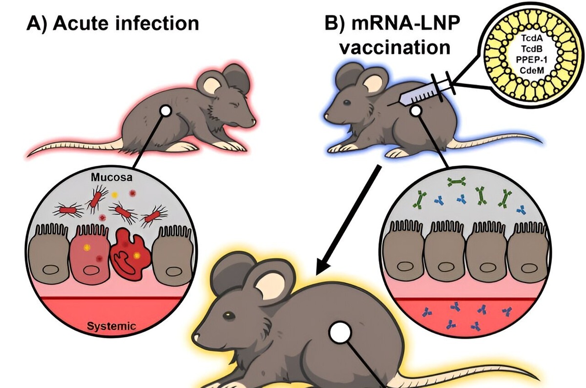C. difficile toxins target the intestinal epithelium and cause severe pathology and gastrointestinal disease leading to morbidity and mortality.