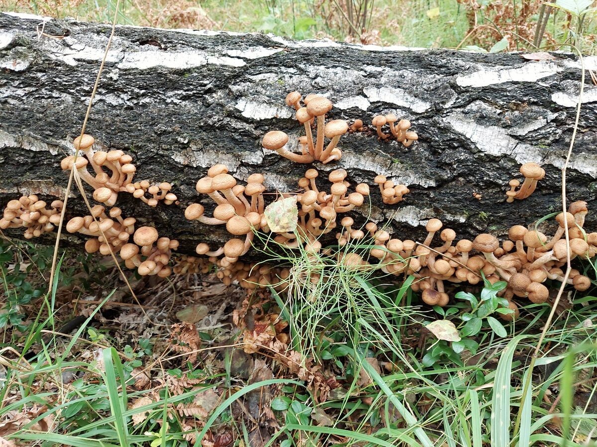 Автор фото Наталья Мазняк