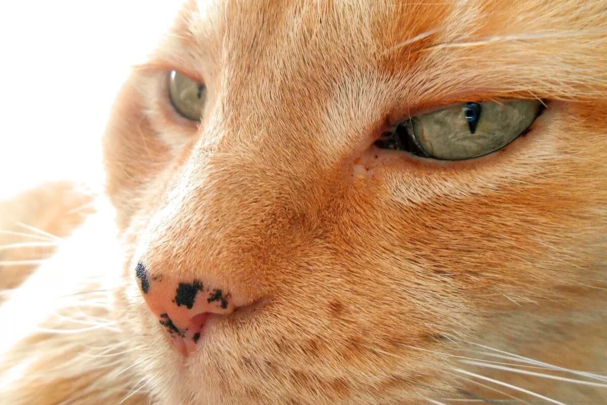 Лентиго у кошек