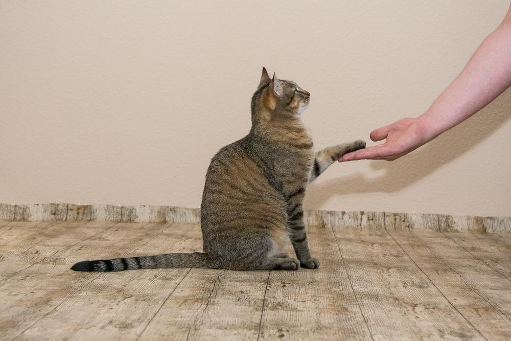 Give your cat