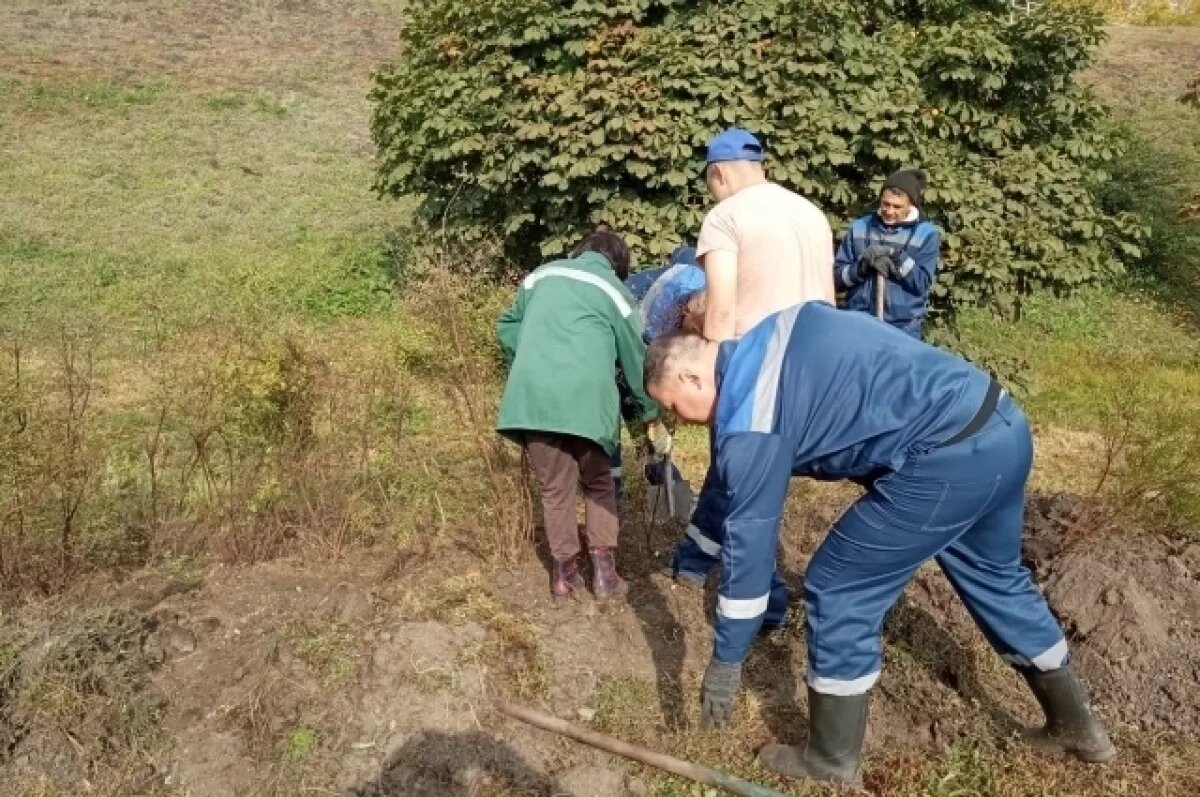    На улице Луначарского и в парке Дружбы Народов посадили кусты спиреи