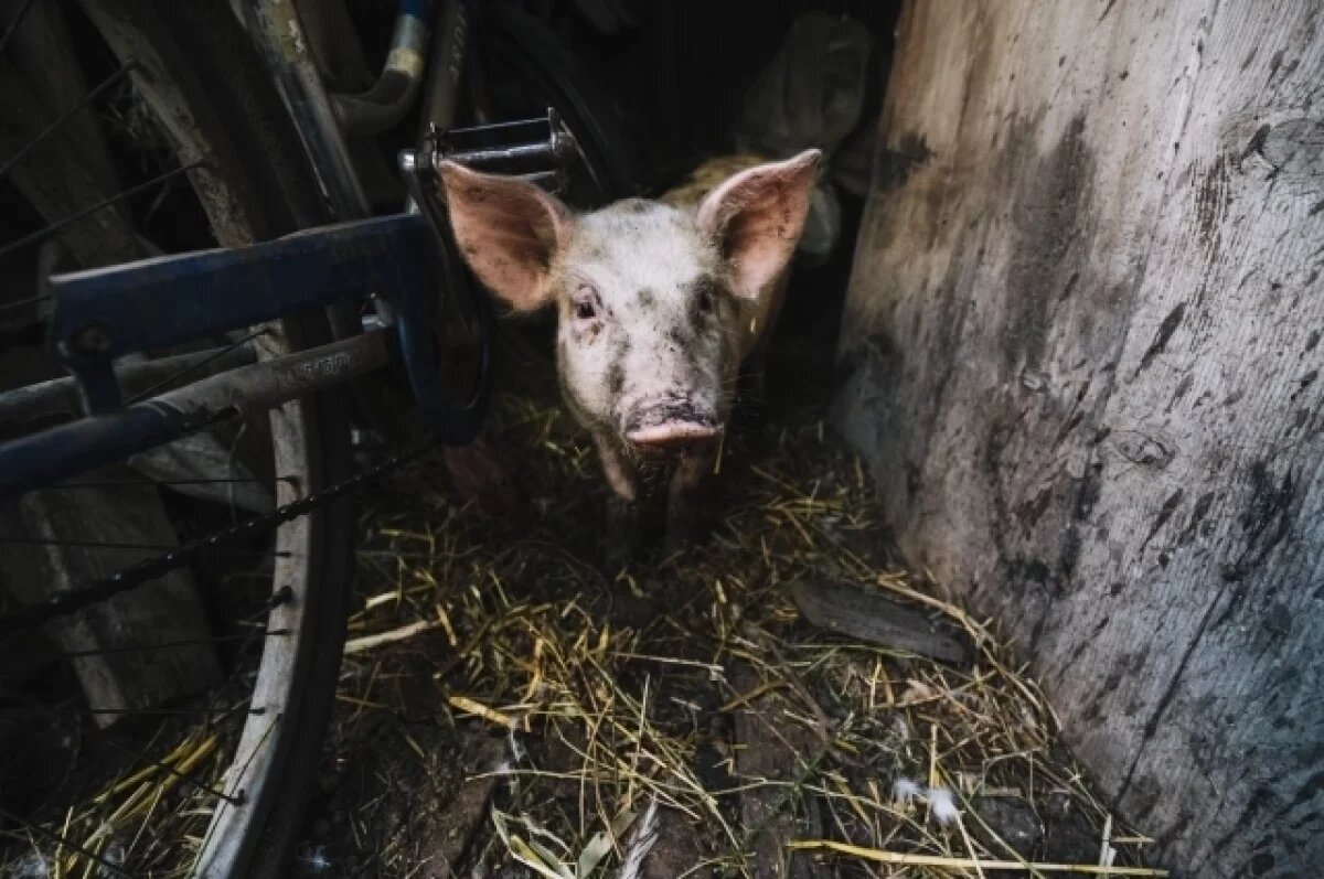    Еще в одном селе Воронежской области обнаружили очаг бешенства