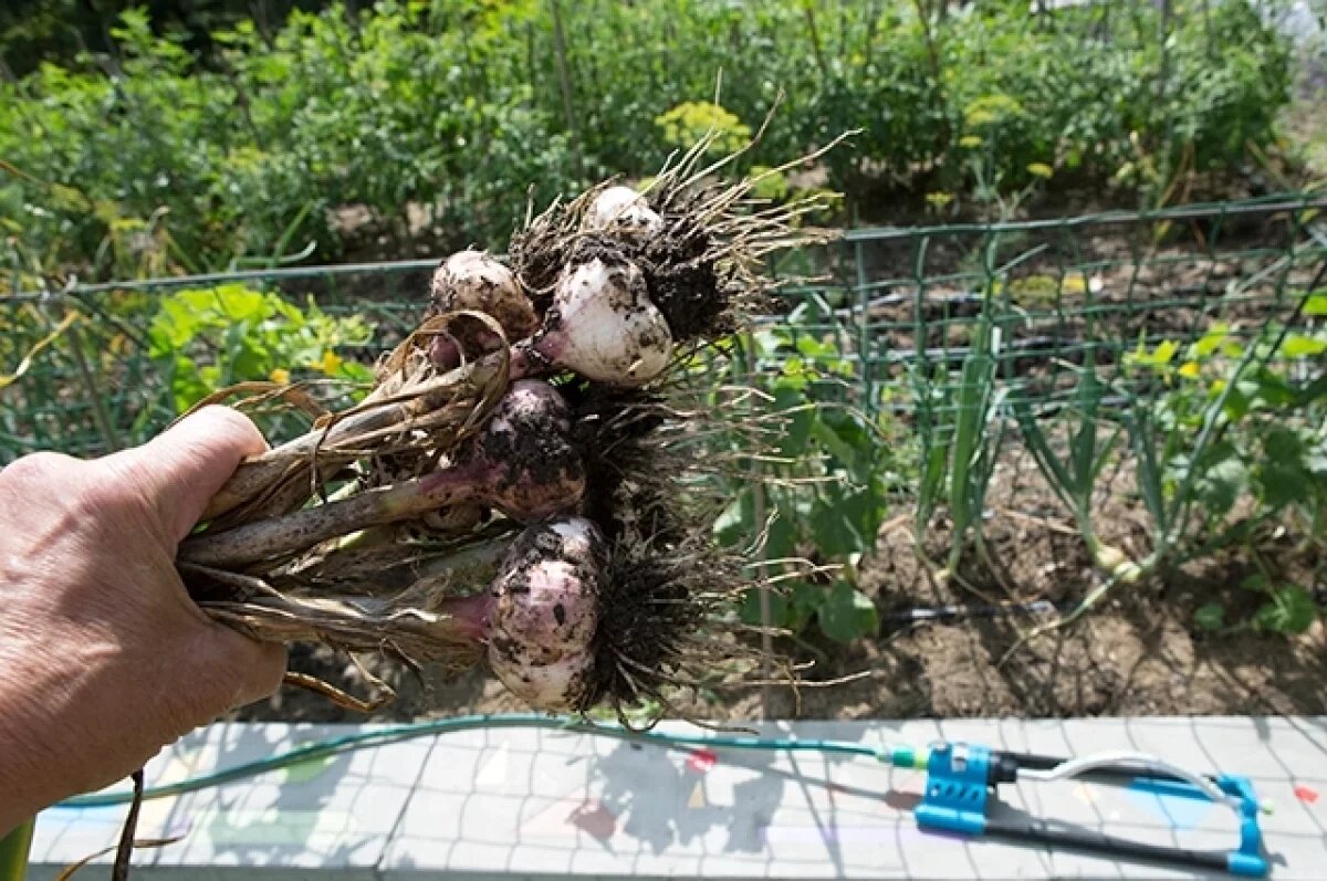    Даты по регионам.