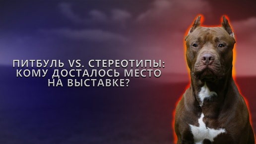 Питбуль vs. Стереотипы: Кому досталось место на выставке?