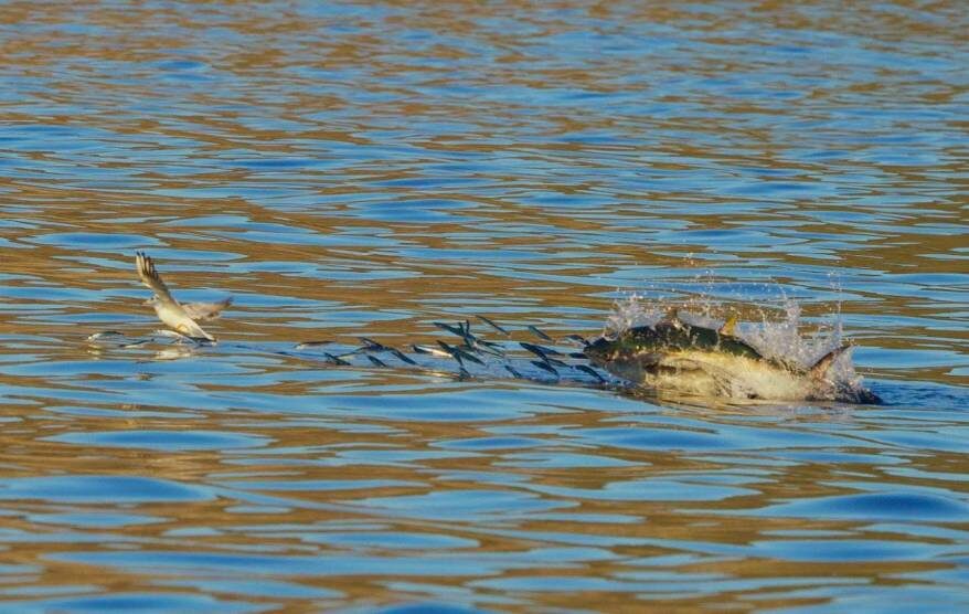    Источник фото: Сихотэ-Алинский заповедник