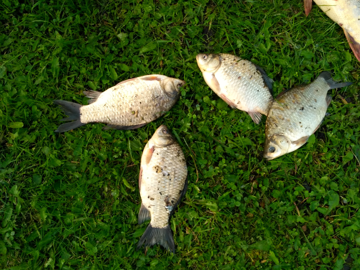 Фото автора Рыбалка SNS Fishing