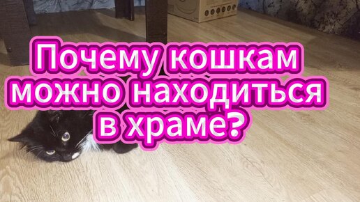 Кошкам можно находиться в храме в отличии от других животных