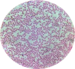 Добавьте описание