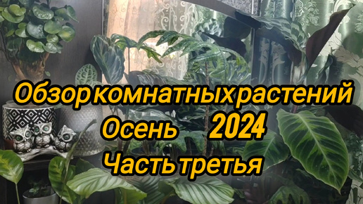 Обзор коллекции моих растений. Осень 2024. Часть третья.