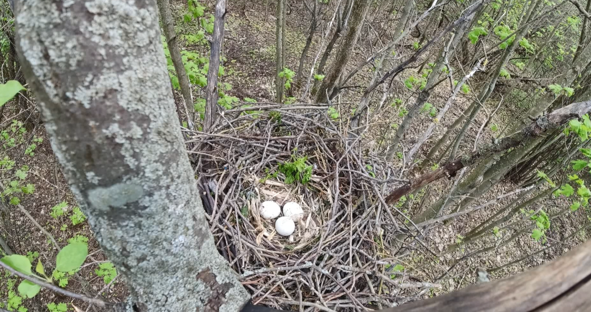 Гнездо канюка