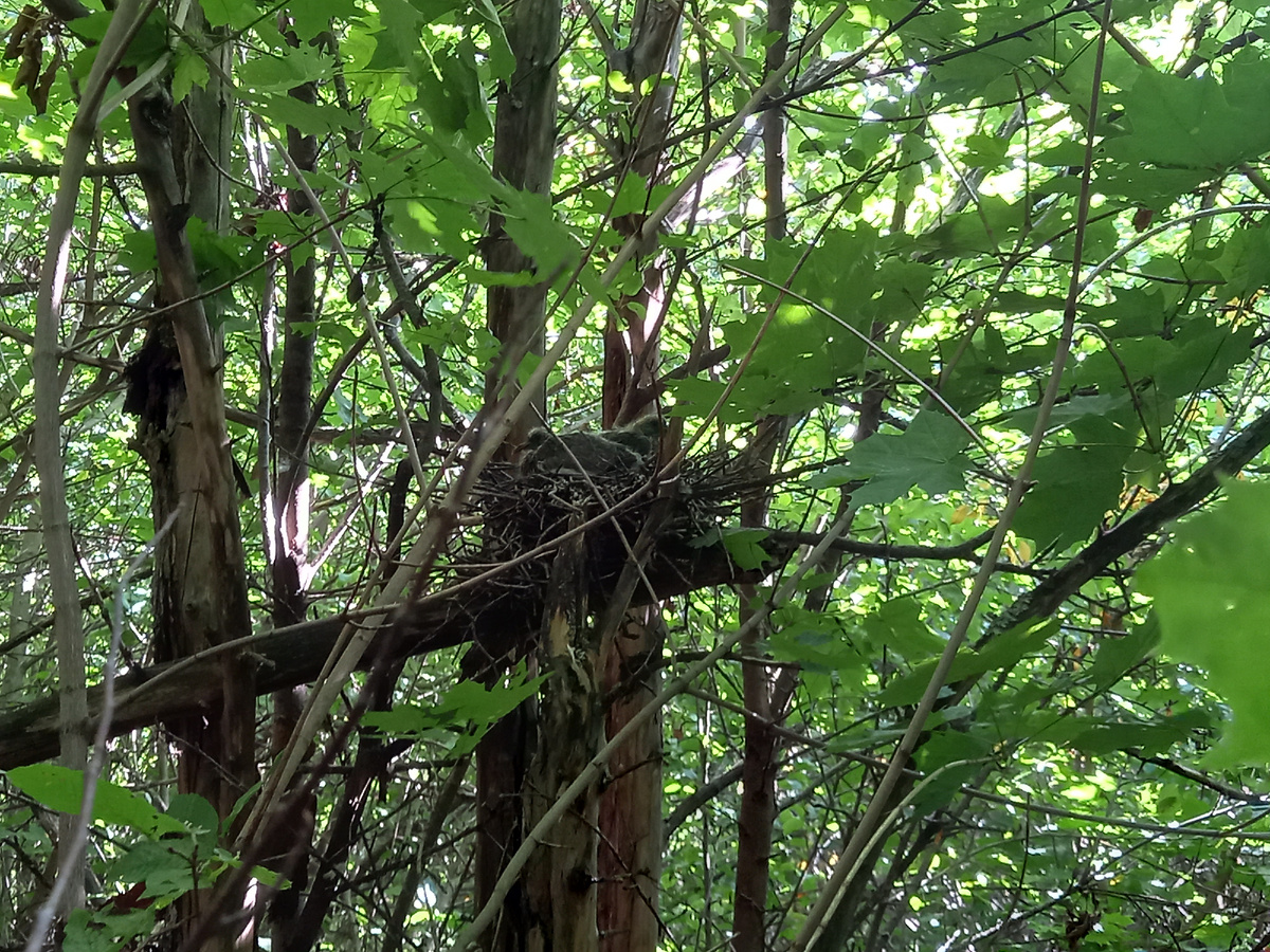 Одно из гнезд вяхирей