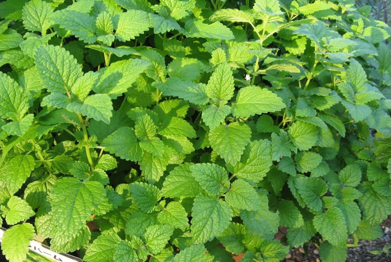 Мелиса "Лимонный аромат". Источник фото: https://xn-----6kcblcmgtf3bkf1b2am9d7a7d.xn--p1ai/goods/Melissa-Melissa-officinalis_Limonnyj-aromat