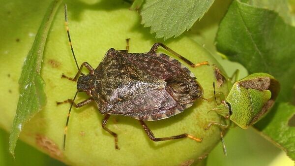    CC BY-SA 4.0 / Alpsdake /