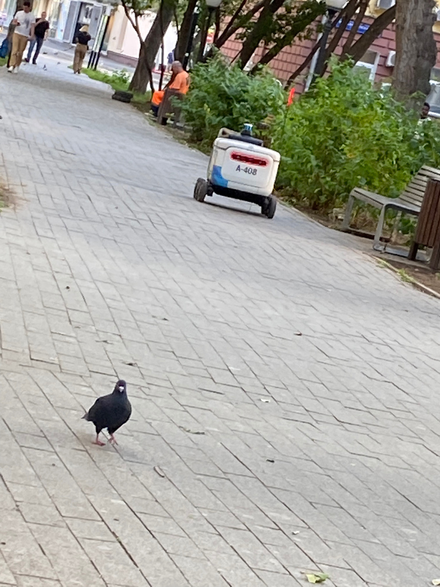 Мир птиц и машин