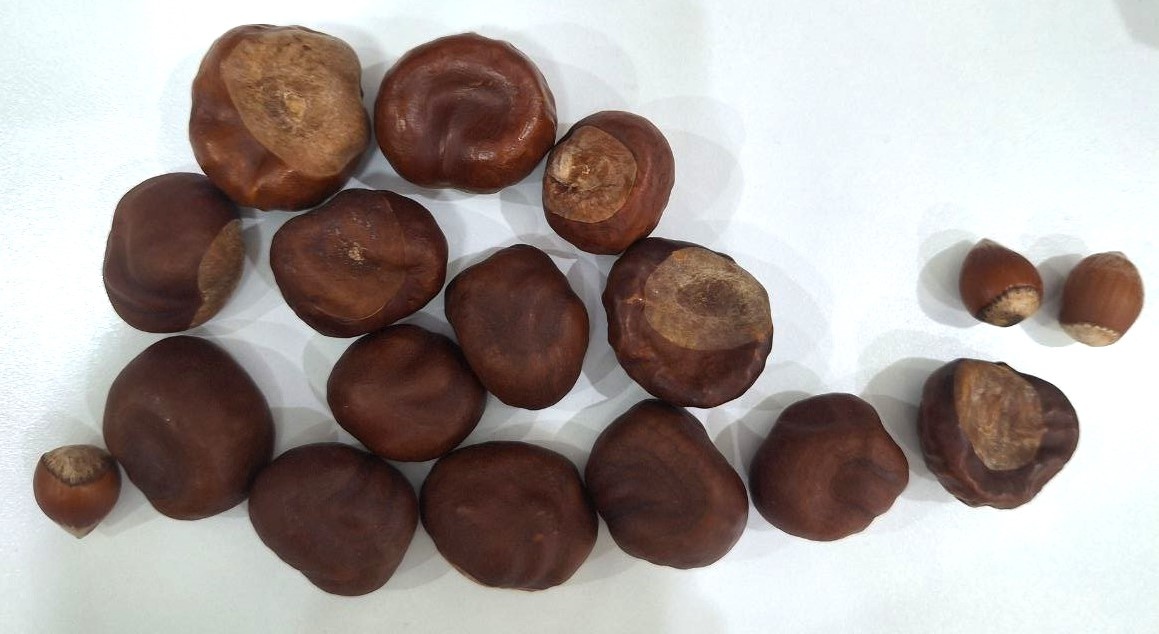 А это наша осенняя улитка)