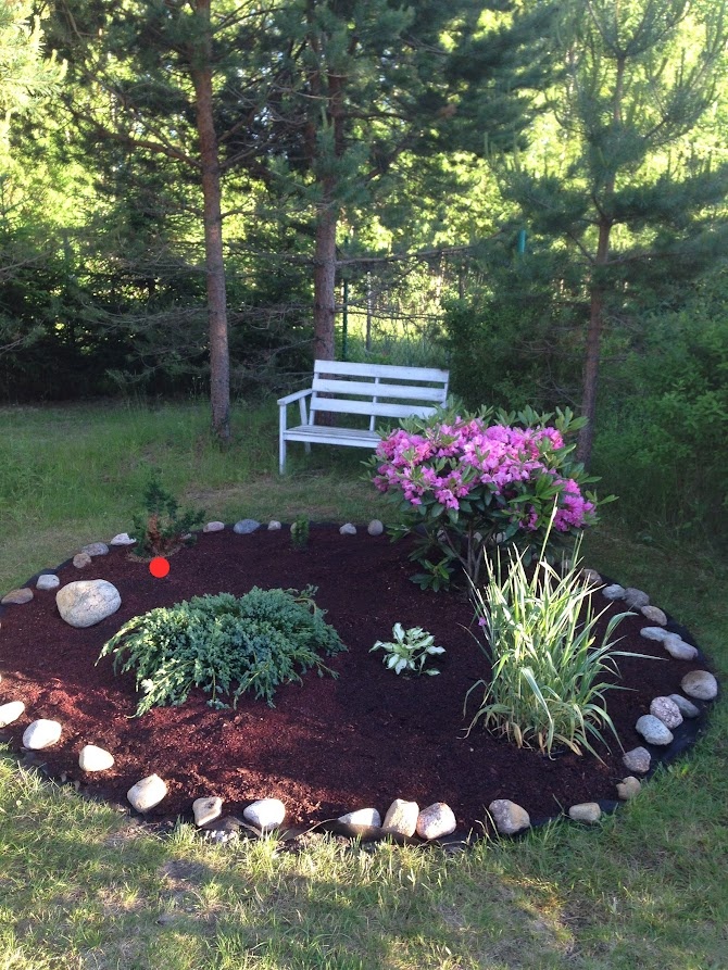 2017 Chamaecyparis obtusa Teddy Bear