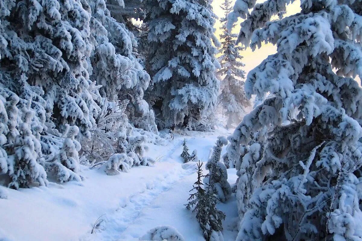 Зимний лес