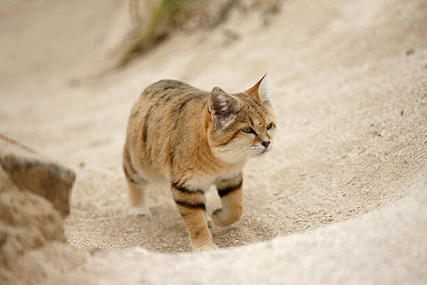 istockphoto