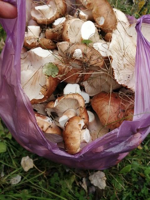    Поляну с тополиными рядовками нашли в Курском районе