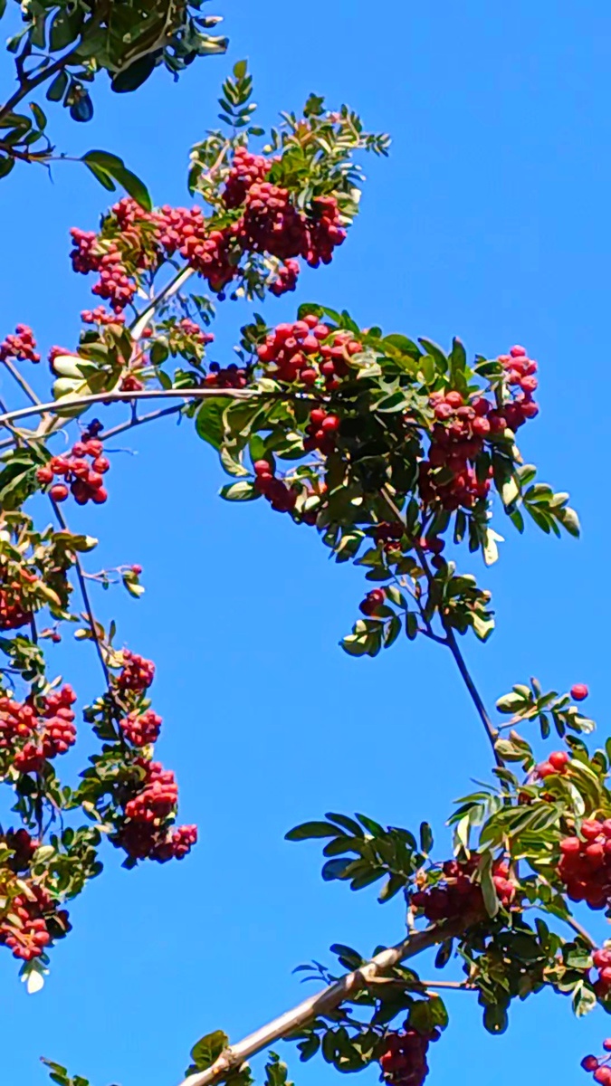 Рябина садовая