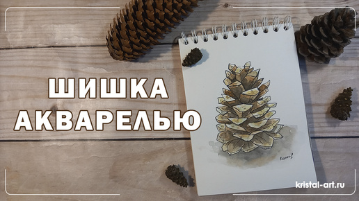 Шишка акварелью. Акварельный скетч