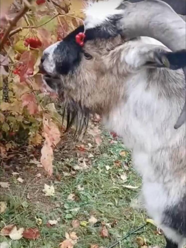     Скрин из видео, источник: «Музей 20 век или Назад в СССР. Малоярославец»/ВК