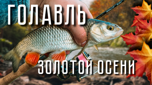 ГОЛАВЛЬ ЗОЛОТОЙ ОСЕНИ! ТАРАКАНИНГ В ОКТЯБРЕ. Рыбалка на Tiemco Tiny Cicada Bass Tune.