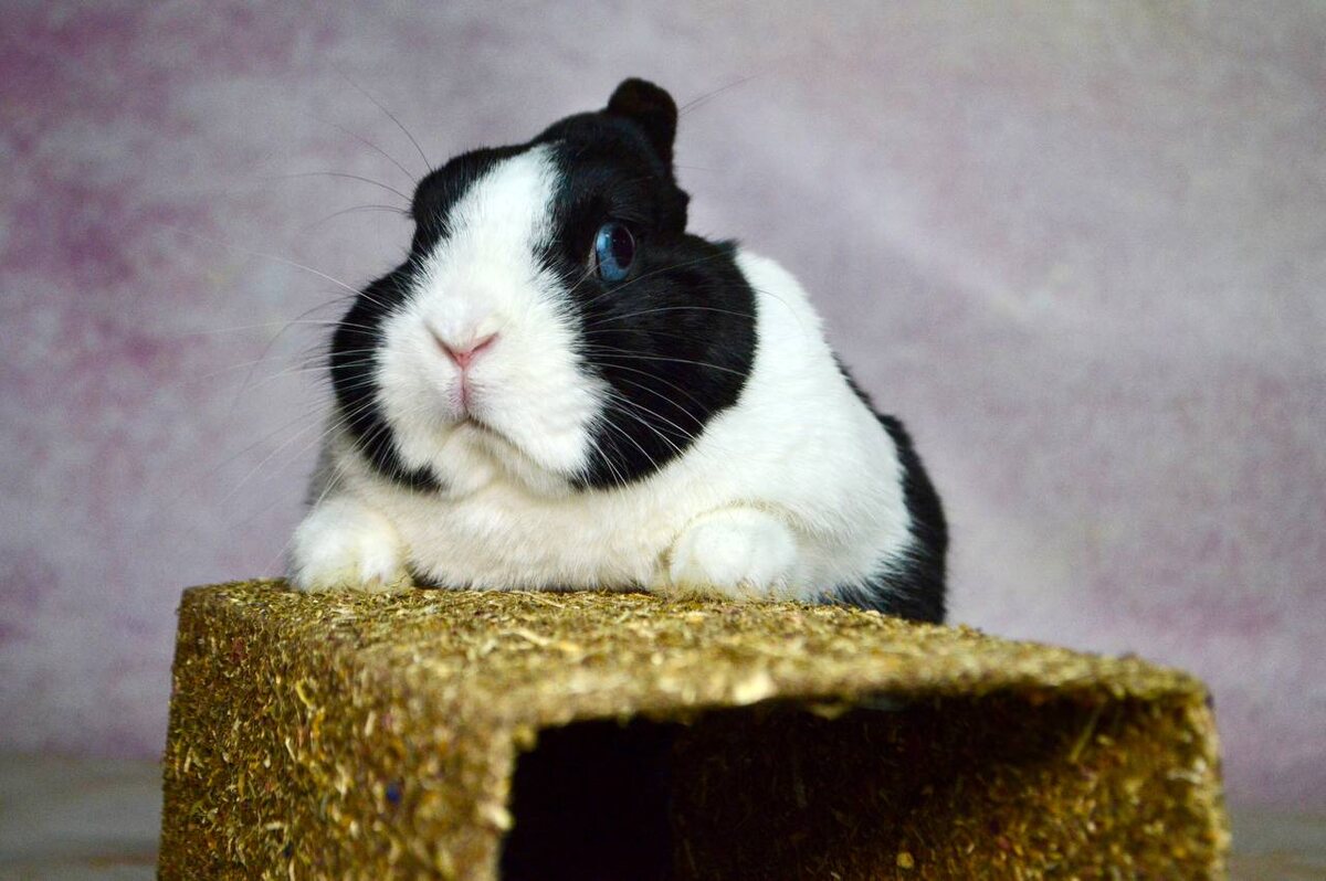 Панда всегда готов играть!