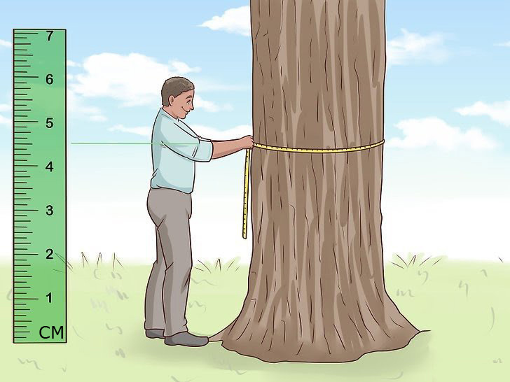 Охват дерева