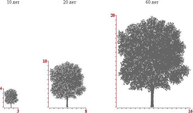 Рис. д3: Дуб черешчатый. Рост. В юности))