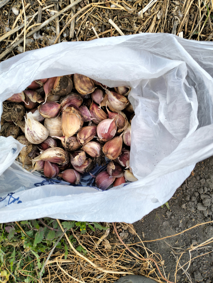 Чеснок 🧄 на посадку.