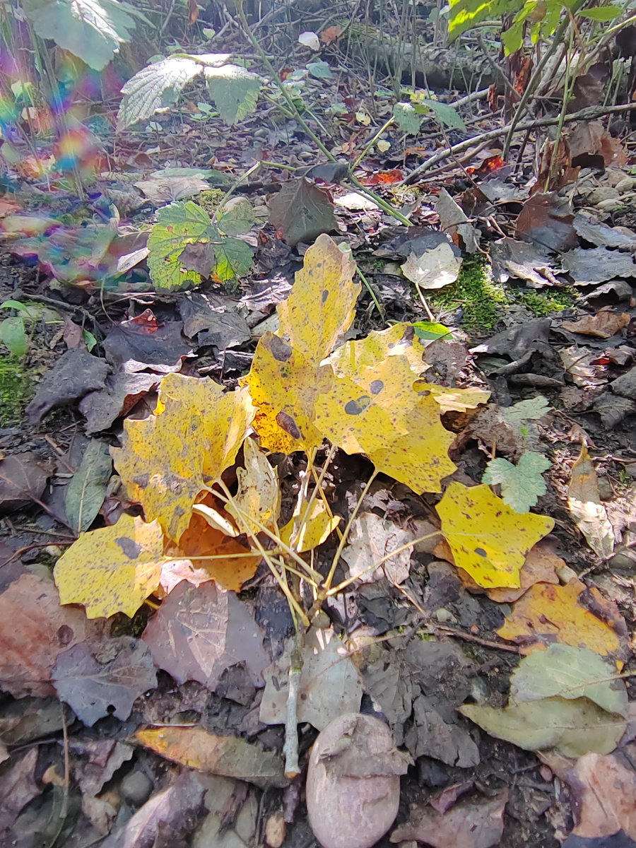 Мостовское поселение, Краснодарский край. 2024 г.