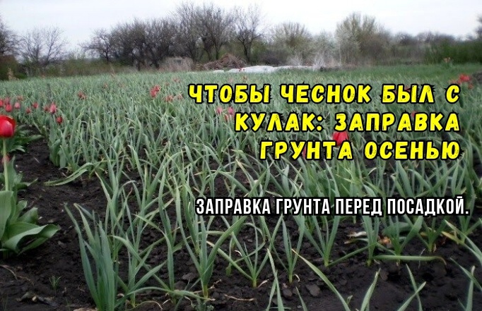 Озимый чеснок будет крупным без подкормок: надоумили, как заправлять землю перед посадкой. 3 хитрости, чтобы головки - с кулак ж