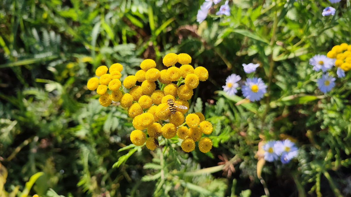 Остатки бабьего лета