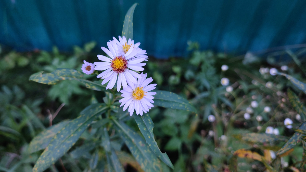 Остатки бабьего лета