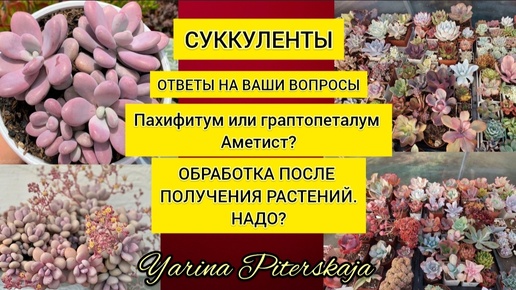 Аметист- граптопеталум или пахифитум? Обработка суккулентов после получения. Нужна?