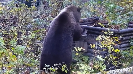 Медведь Мансур проверяет на прочность спиленные деревья🐻🪚🌳😊